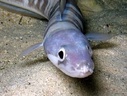 eel foraging on reef flat at night by Christine Huffard 